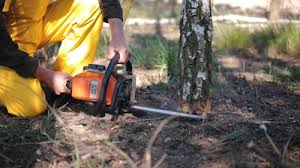 How Our Tree Care Process Works  in  Defuniak Springs, FL